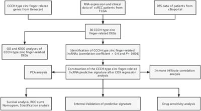 A new CCCH-type zinc finger-related lncRNA signature predicts the prognosis of clear cell renal cell carcinoma patients